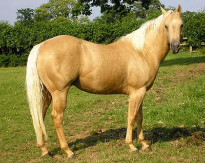 Quarter Horse stallion Golden Parr Man
